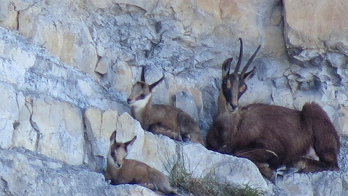 La faune